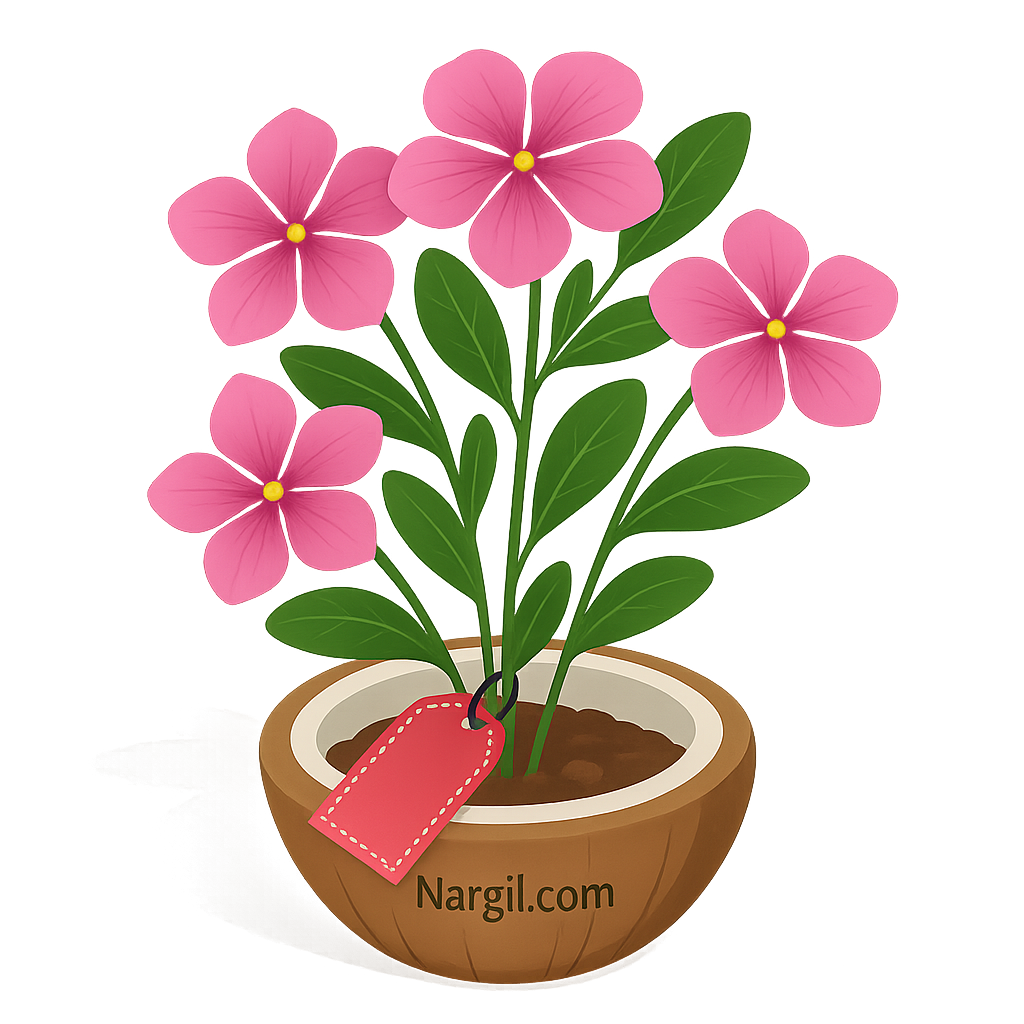  Nargil - Madagascar Periwinkle